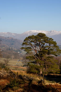 Grizedale Forest images by Betty Fold Gallery